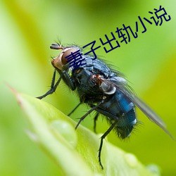 妻(妻)子出轨小说