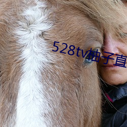 528tv柚子直播下载