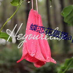 蝶恋花(花)直播app下载蝶恋(戀)花(花)