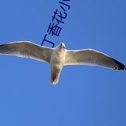 丁香花小说