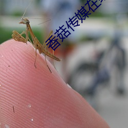 香菇傳媒在線觀看滿18