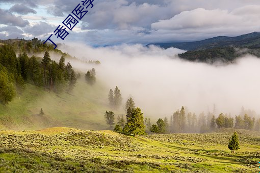 丁香园医学网站 （审计师）