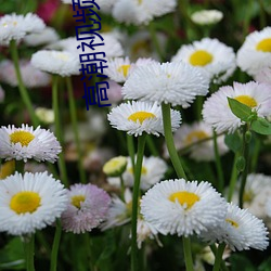 高潮视频软件
