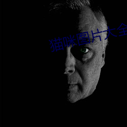 猫咪图片大全 （寄人篱下