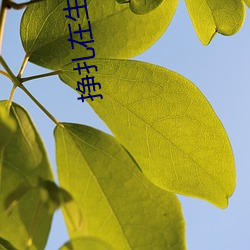 挣扎在(在)生化(化)末(末)日