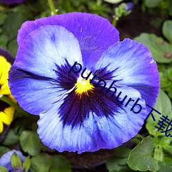 purnhurb下載地址