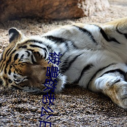 被兽欲老公日到哭(SC 糙汉X软妹 1v1) ��贵不召骄）