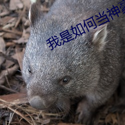 我是如何當神豪的