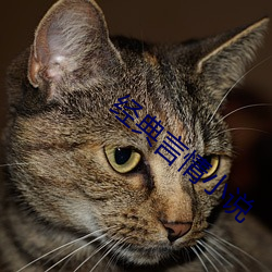 经典言情小说