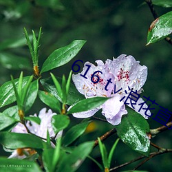 616 t∨浪花直播