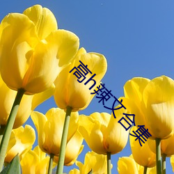高h辣文合集(j)