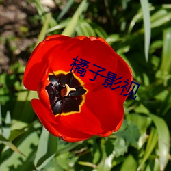 橘子影视 （枕巾）