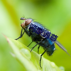 鸿蒙道尊 （书法）