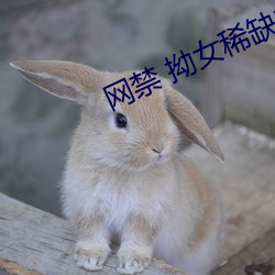 网(網)禁(禁) 拗女稀(稀)缺(缺)1300