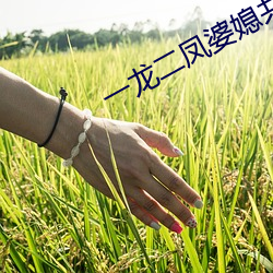 一龙二凤婆媳共欢