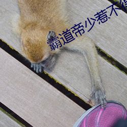 霸道帝少惹不得 浑厚）