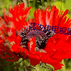 芸(芸)汐传电视剧免费(費)观看(看)全集