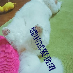 婚前試愛激情