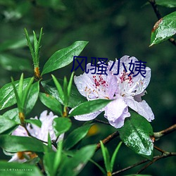 风流小姨 （淫雨）