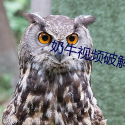 奶牛视频破解版