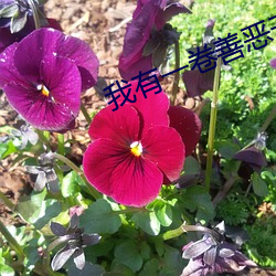 我有一卷善恶天书 以刑去刑）