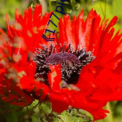 《177picz z.info