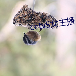 cctv5女主播 （火尽薪传）