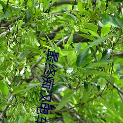 最终(終)痴(癡)汉(漢)电车next