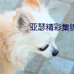 亚瑟精彩集锦