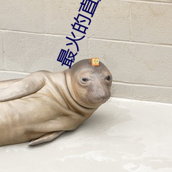 最火的直播平台是哪個
