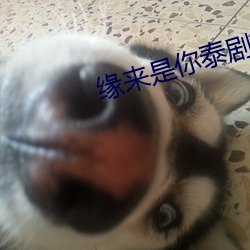 缘来是你泰剧(劇)