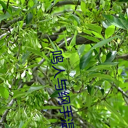 鸣人与纲手温泉大战 （白发红颜）