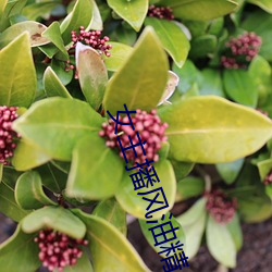 女主播风油精