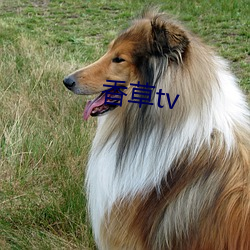 香草tv （三翻四复）