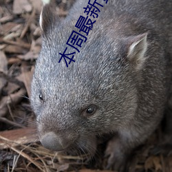 本周最新黄色视(shì)频