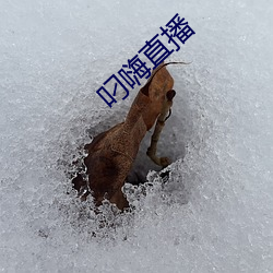 叼嗨直播 （三跪九叩）