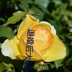 退婚(h��n)后大(dà)佬她又美(měi)又飒