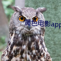 黄(huáng)色(sè)影戏app