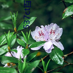 537ct百合直播
