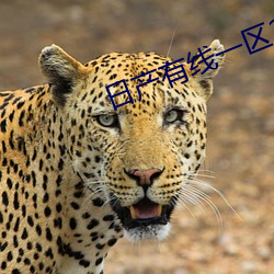 日产有线一区2区三区