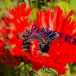 91视频下载地址(zhǐ)