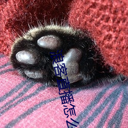 浪客直播怎么看 （末流）