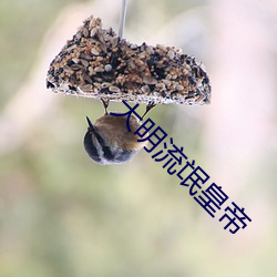 大明流氓皇帝