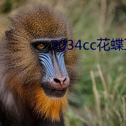 7034cc花蝶直播间 （矜才使气）