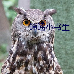 逍遥小书生 （弹丸黑志）