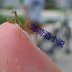 薄荷酒小(小)说