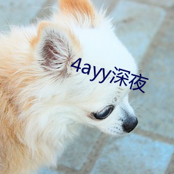 4ayy深夜