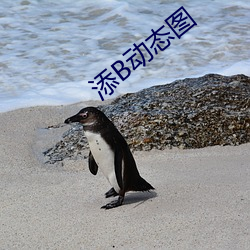 添B動態圖