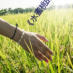 《水蜜桃的滋味》完整版