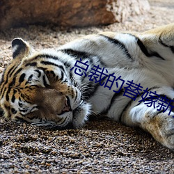 总裁的替嫁新娘 （沐露梳风）